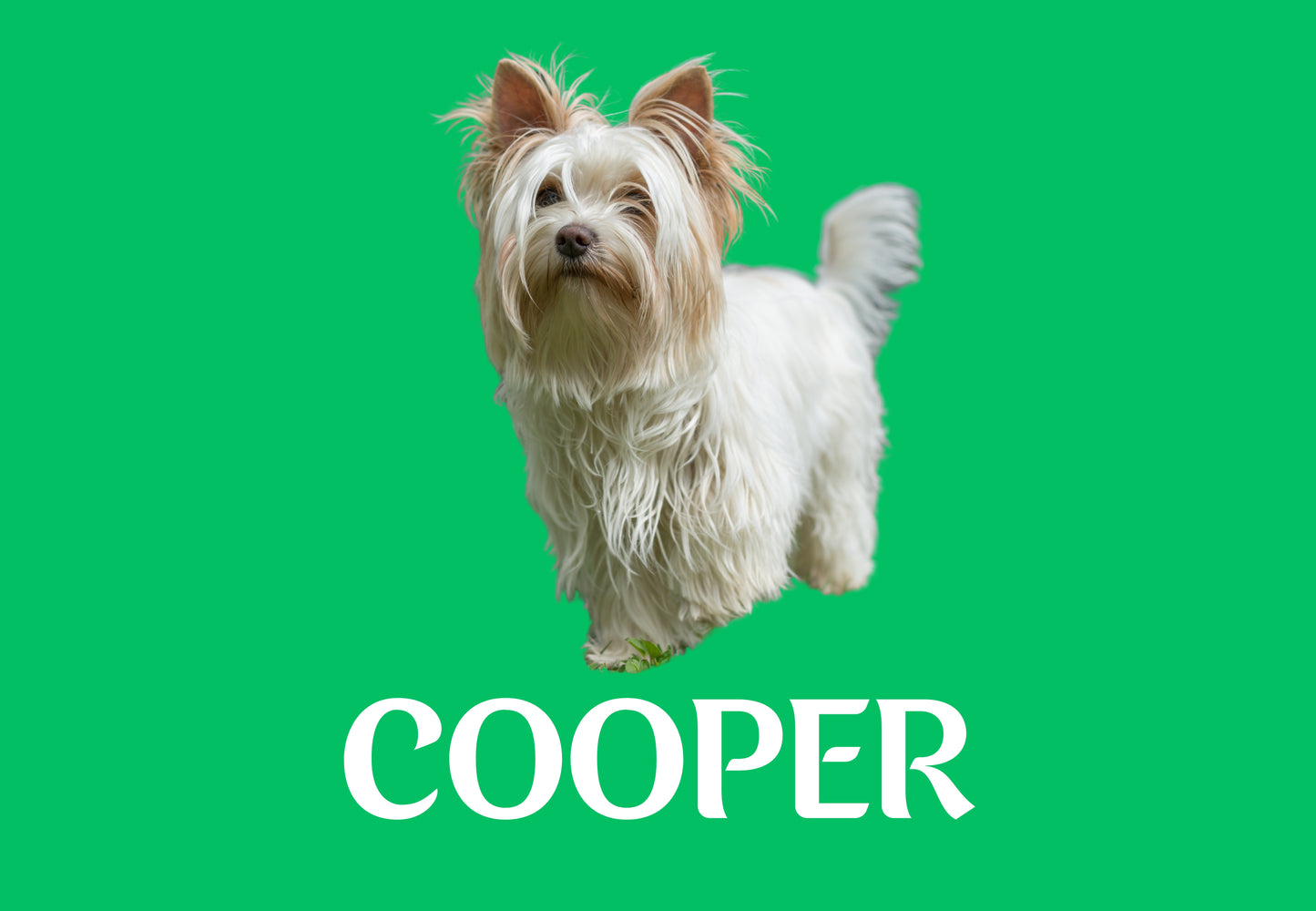 Custom Dog Placemat with Photo & Name – 12 Color Options