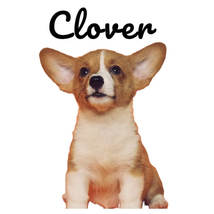 Custom Pillow Cover with Dog's Name & Photo – 12 Background Colors