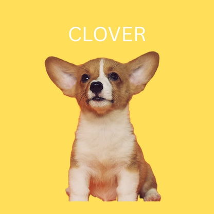 Custom Dog Pillow with Name & Photo – 9 Background Colors