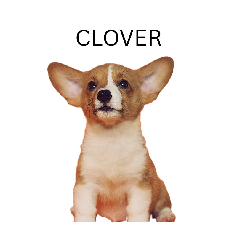 Custom Dog Pillow with Name & Photo – 9 Background Colors