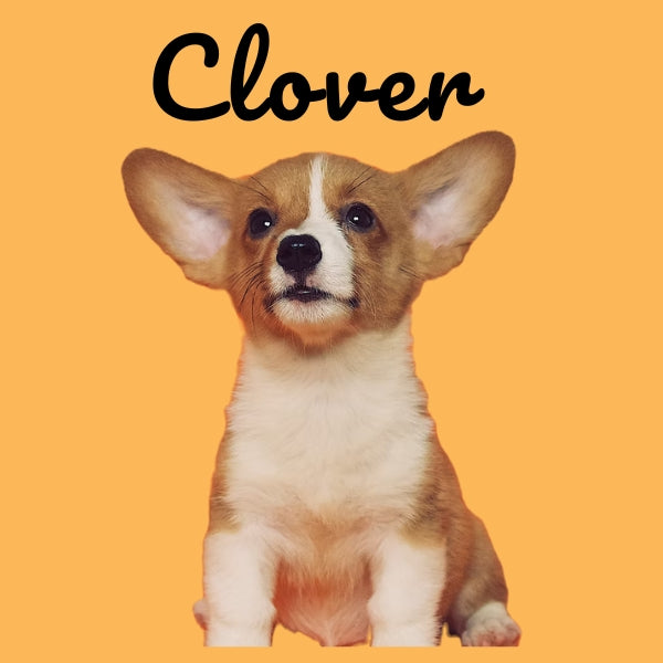 Custom Pillow Cover with Dog's Name & Photo – 12 Background Colors