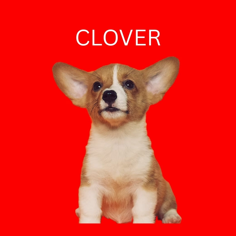 Custom Dog Pillow with Name & Photo – 9 Background Colors