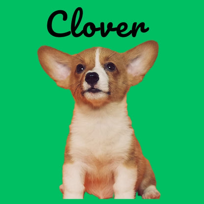 Custom Pillow Cover with Dog's Name & Photo – 12 Background Colors