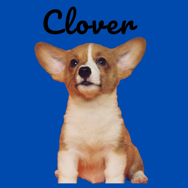 Custom Pillow Cover with Dog's Name & Photo – 12 Background Colors