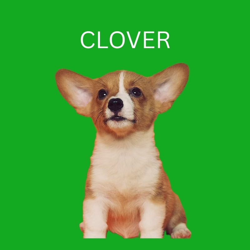 Custom Dog Pillow with Name & Photo – 9 Background Colors