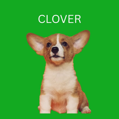 Custom Dog Pillow with Name & Photo – 9 Background Colors