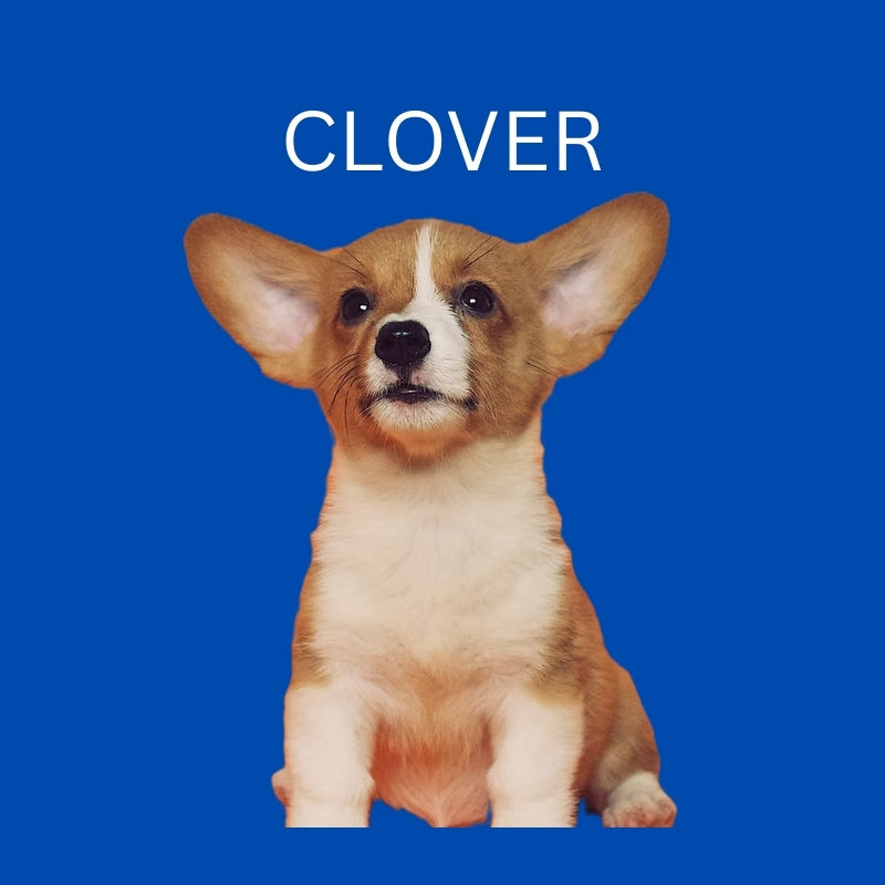 Custom Dog Pillow with Name & Photo – 9 Background Colors