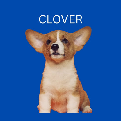 Custom Dog Pillow with Name & Photo – 9 Background Colors
