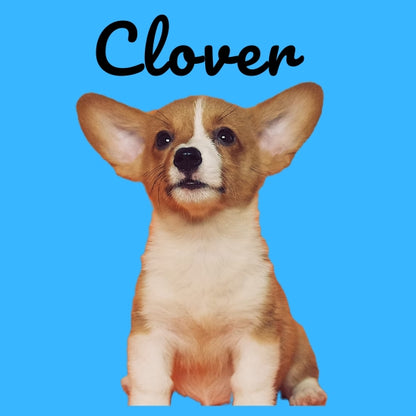 Custom Pillow Cover with Dog's Name & Photo – 12 Background Colors