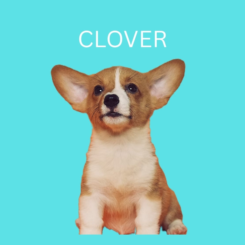 Custom Dog Pillow with Name & Photo – 9 Background Colors