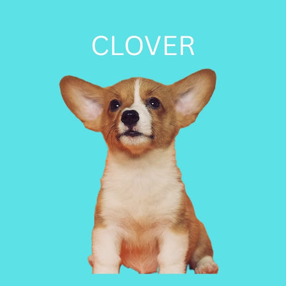 Custom Dog Pillow with Name & Photo – 9 Background Colors