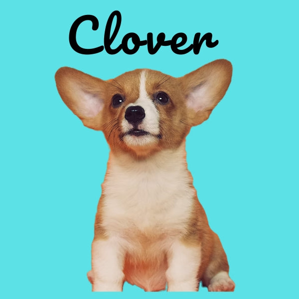 Custom Pillow Cover with Dog's Name & Photo – 12 Background Colors