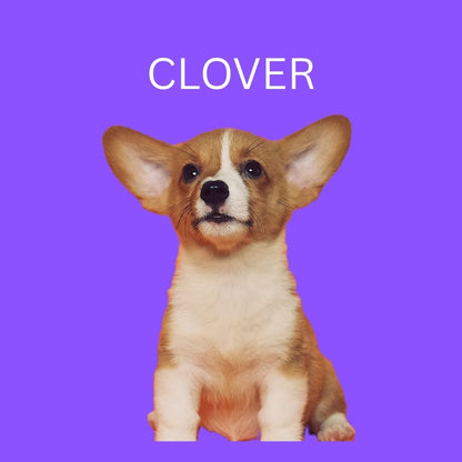 Custom Dog Pillow with Name & Photo – 9 Background Colors