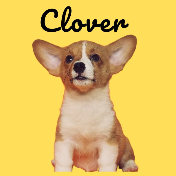 Custom Pillow Cover with Dog's Name & Photo – 12 Background Colors