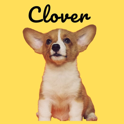 Custom Pillow Cover with Dog's Name & Photo – 12 Background Colors