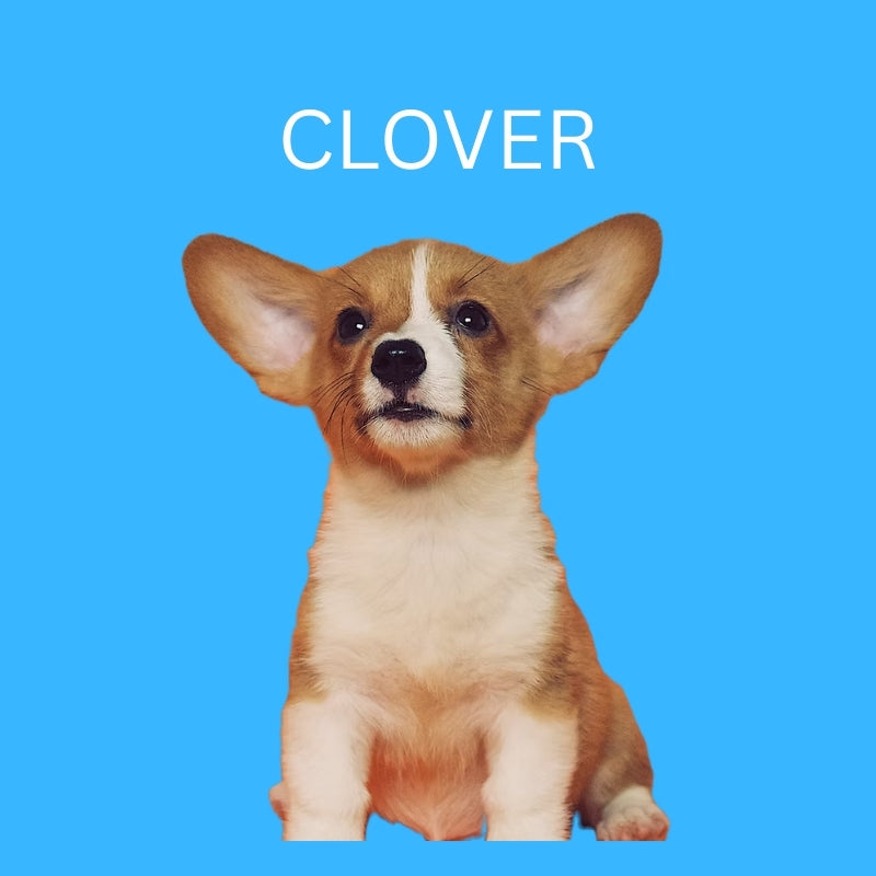 Custom Dog Pillow with Name & Photo – 9 Background Colors