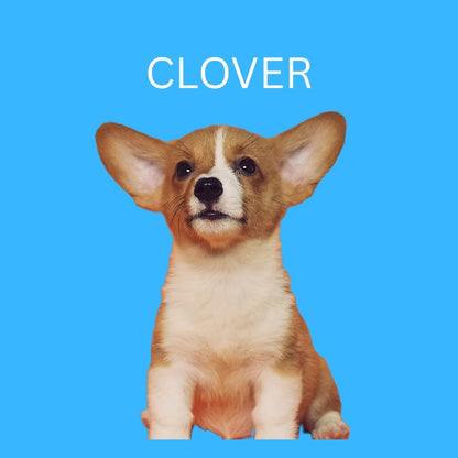 Custom Dog Pillow with Name & Photo – 9 Background Colors