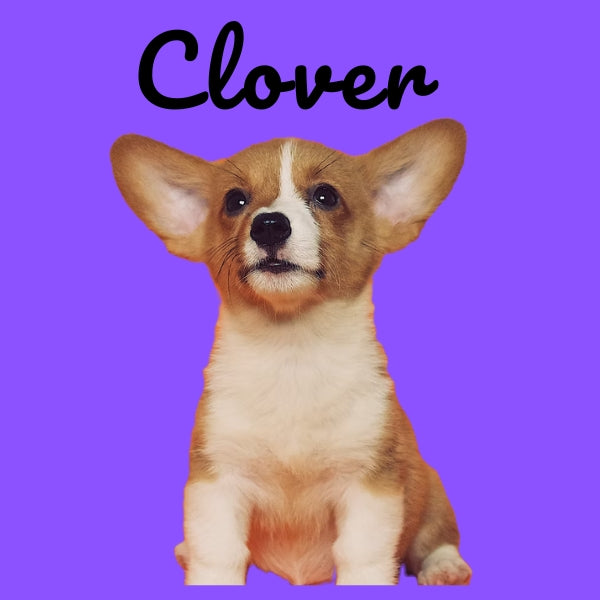 Custom Pillow Cover with Dog's Name & Photo – 12 Background Colors