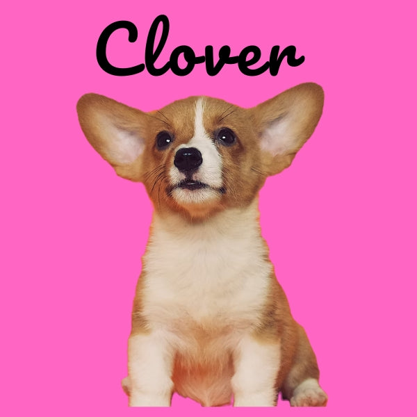 Custom Pillow Cover with Dog's Name & Photo – 12 Background Colors