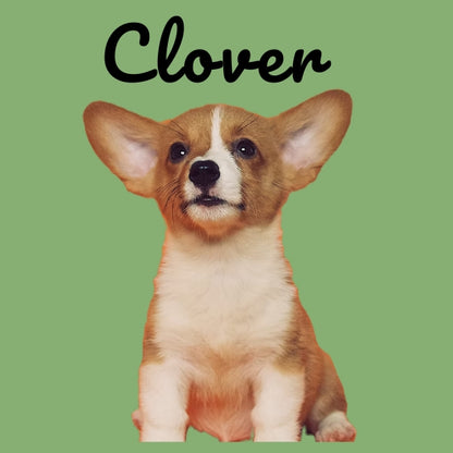 Custom Pillow Cover with Dog's Name & Photo – 12 Background Colors