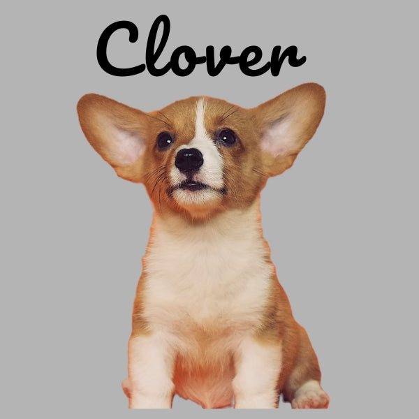 Custom Pillow Cover with Dog's Name & Photo – 12 Background Colors