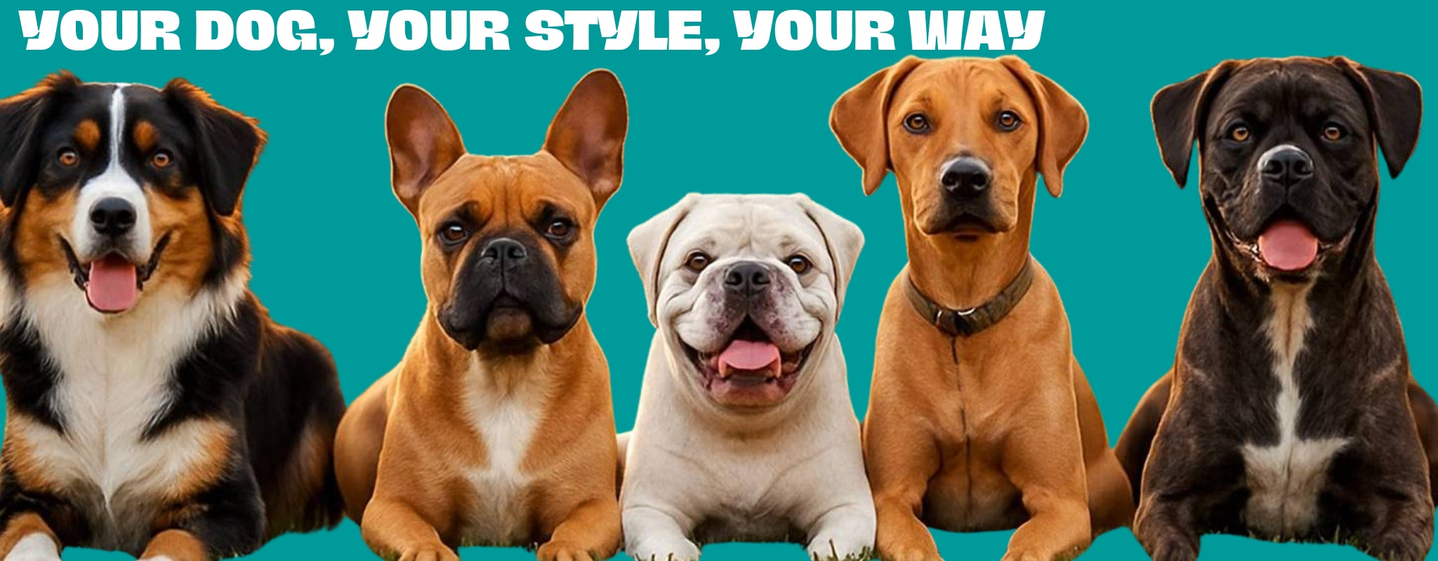 Five dogs of different breeds sitting together with a teal background and text 'Your Dog, Your Style, Your Way'.