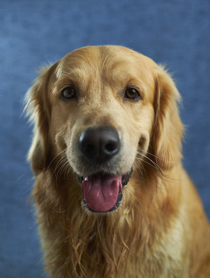 A refined take on your dog’s character